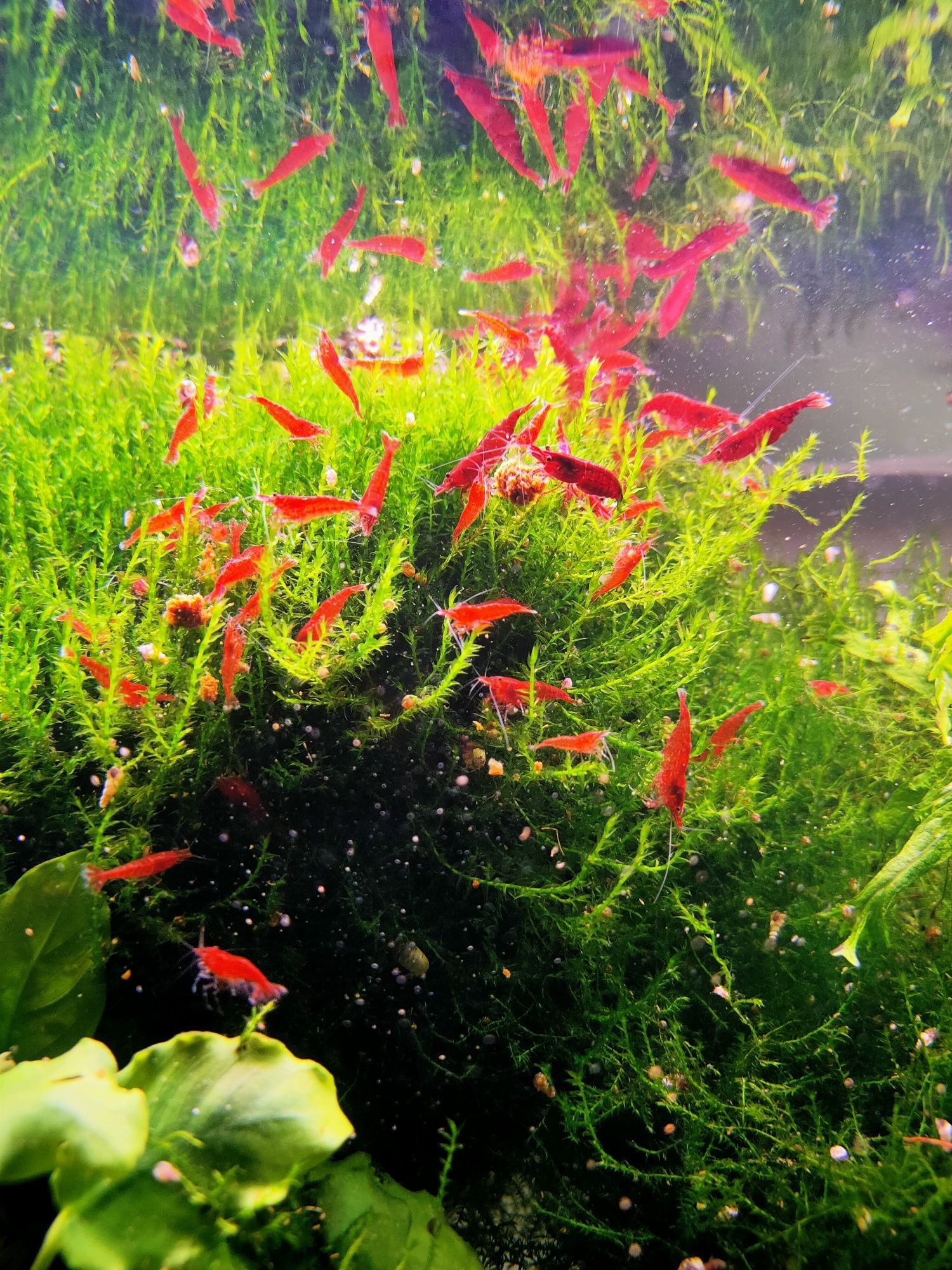 Krewetki Bloody Mary - Neocaridina davidi