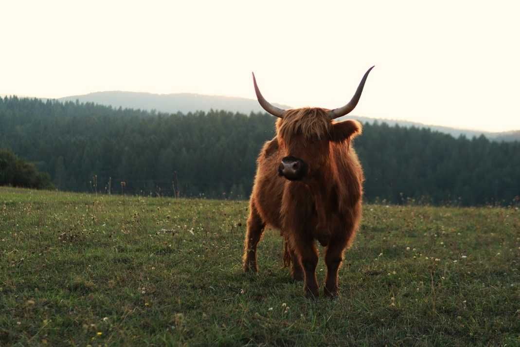 Byk Highland Cattle byczkii piękne zadbane
