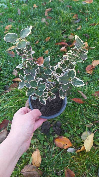 Багаторічні садові рослини