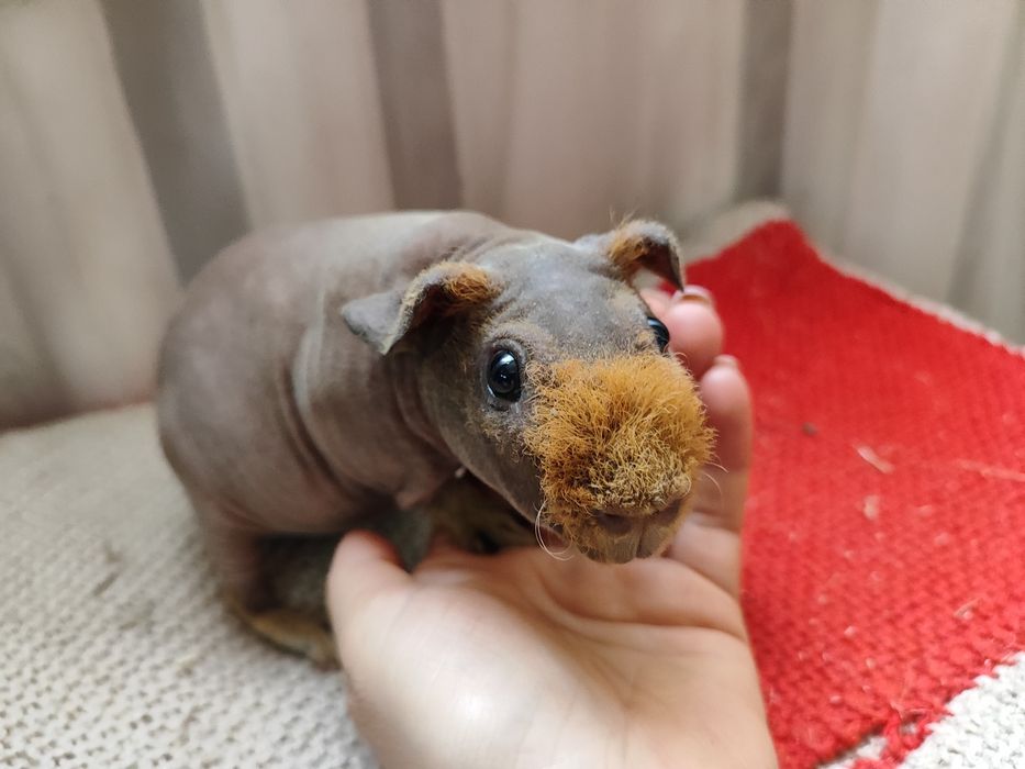 Хлопчик скінні. Лиса морська свинка