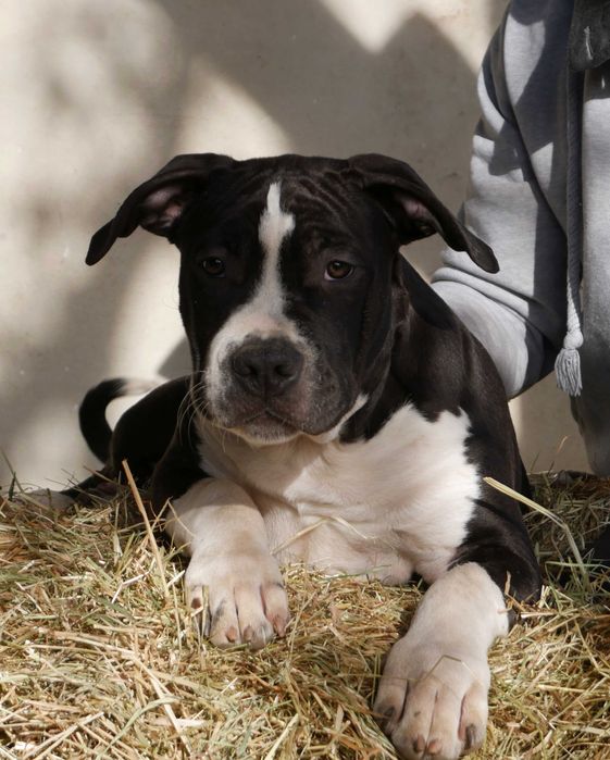 American Staffordshire Terrier ZKwP, Amstaff FCI, mocny piesek WINETOO