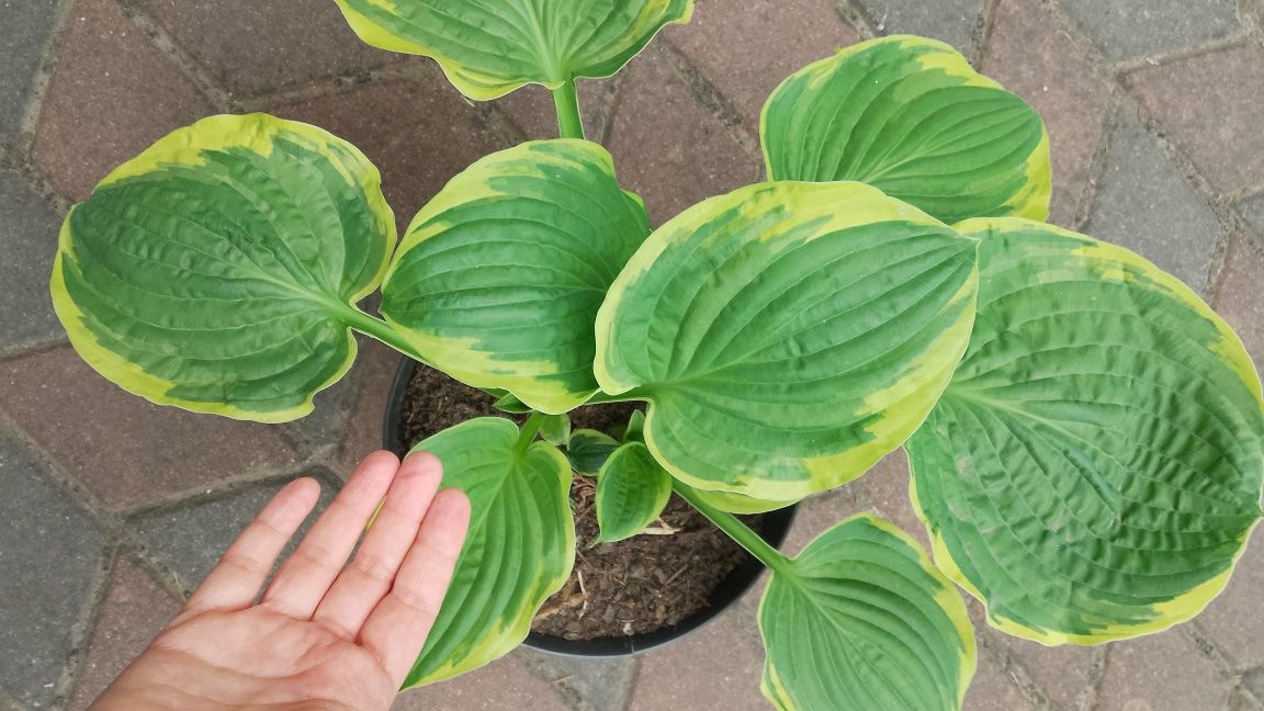 Funkia hosta ozdobne liście