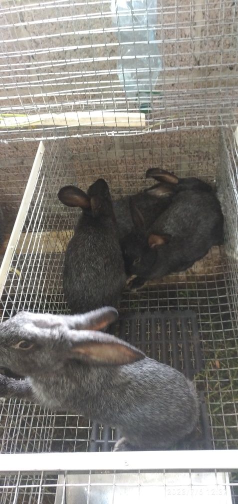 Продам  кролі  європейська  шиншила
