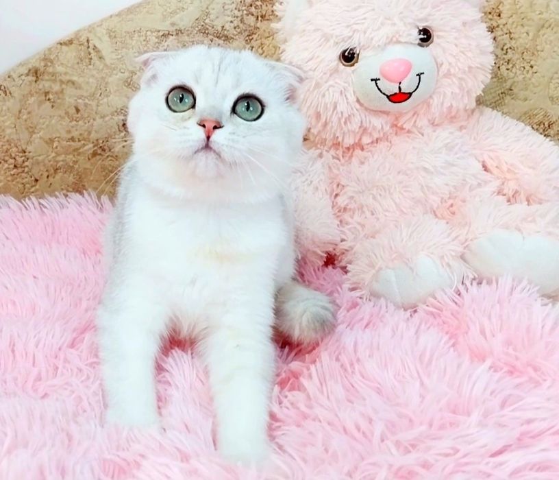 Ооочень ласковый котёночек Серебристый мальчик вислоушка