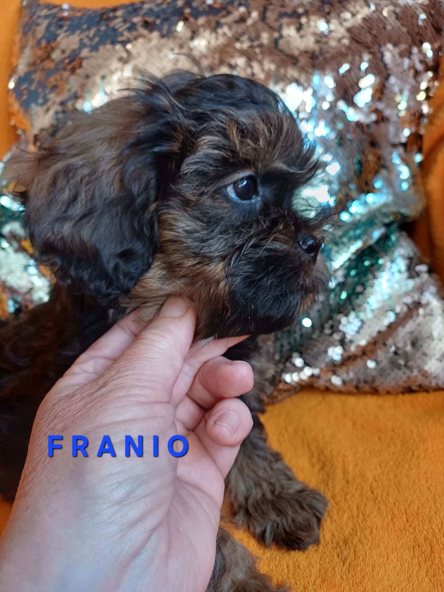 SHIHPOO gotowy do odbioru