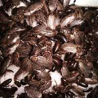 Мраморные тараканы кормовые насекомые для ящериц паука