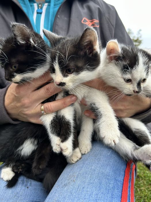 Małe kotki do adopcji