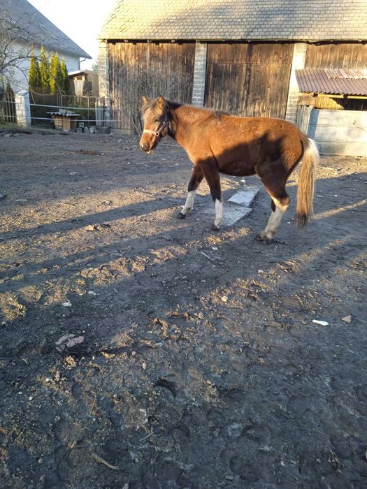 Sprzedam lub zamienię klaczki huculskie