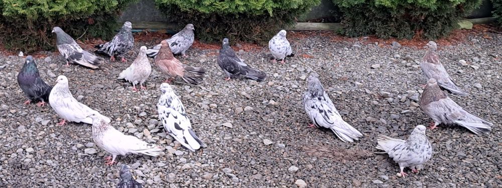 Gołebie szariki orliki mikolajewskie nikolajewskie kolorowe