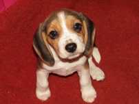 Fêmea Beagle Tricolor com LOP/Pedigree/Afixo