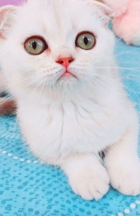 Срібляста шиншилка дівчинка очаровашка