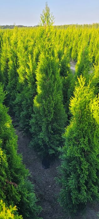 Tuja smaragd 140 cm tuje brabant 120 thuja szmaragd 100 oborniki