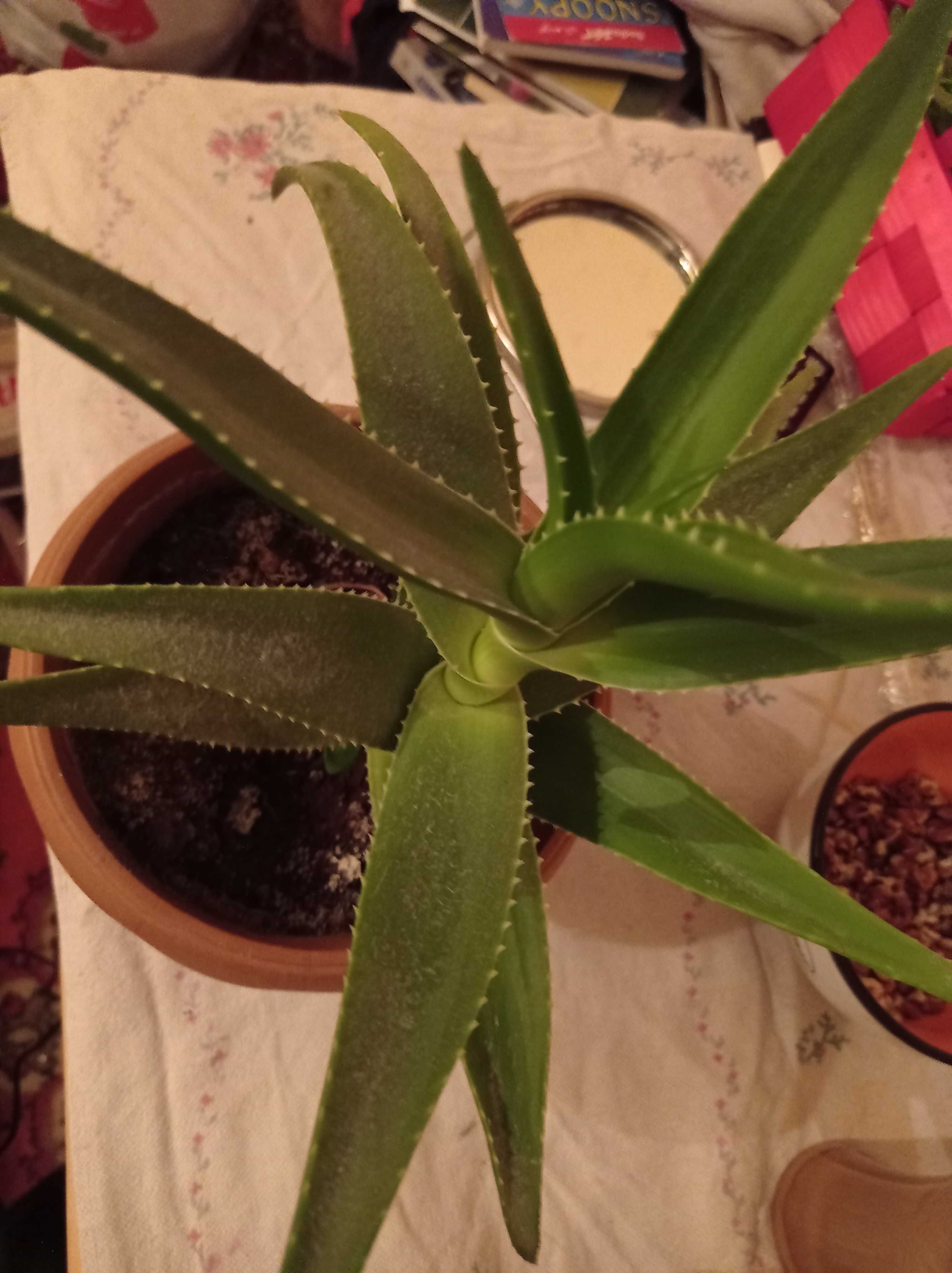 Aloes 3=letni w doniczce