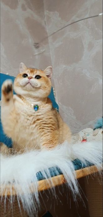 Британский золотой шиншилла