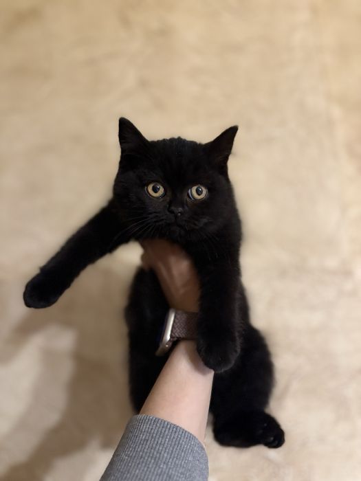 Kotka Brytyjska z Rodowodem