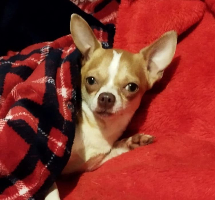 Chihuahua miniaturowy piesek