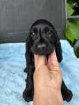 Samiec  cocker spaniel 8tyg