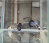 Gupik parai dragon snakeskin halfmoon dumbo