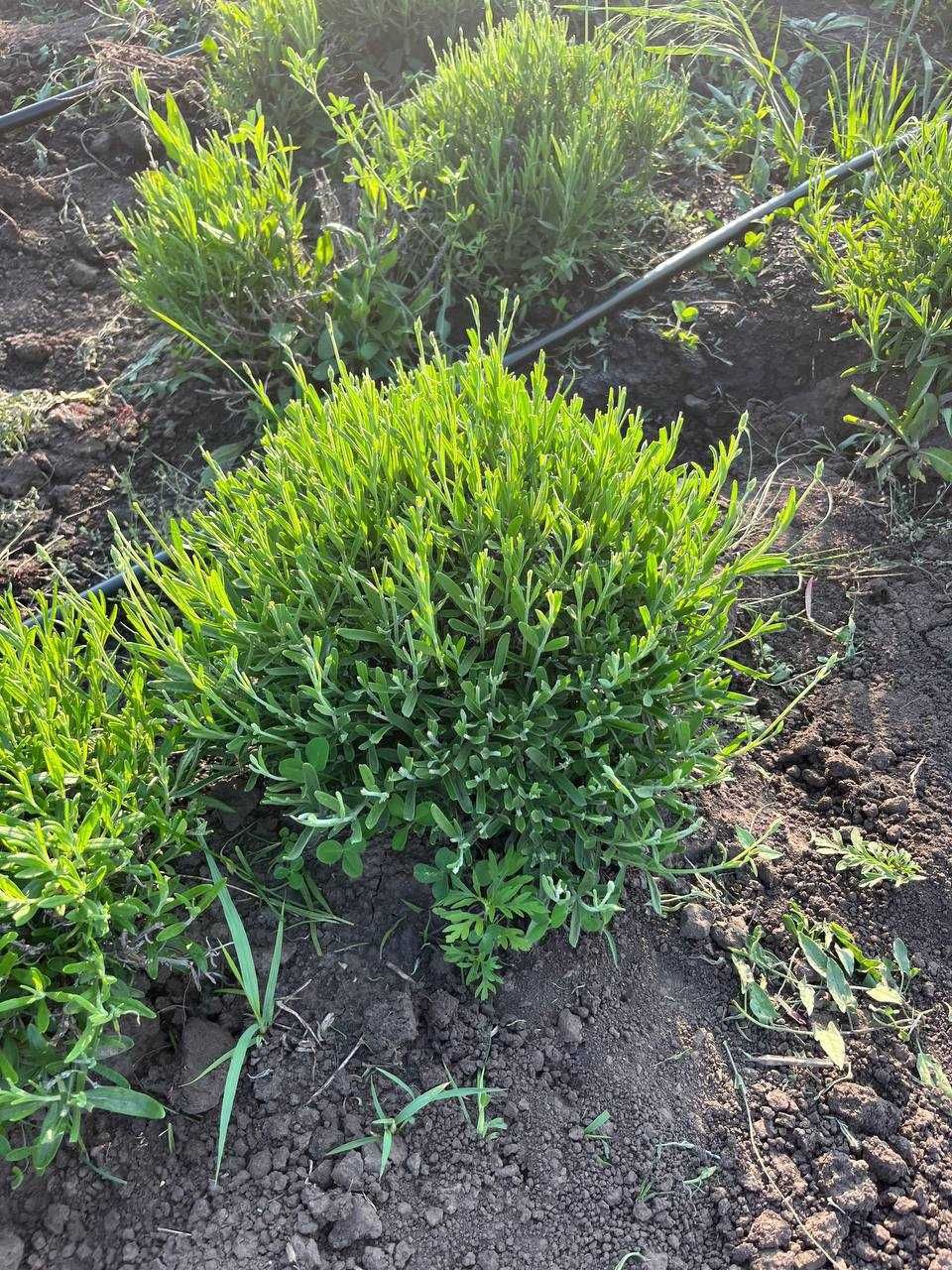Лаванда прованс (багаторічники) ,лавандин, Lavandula.