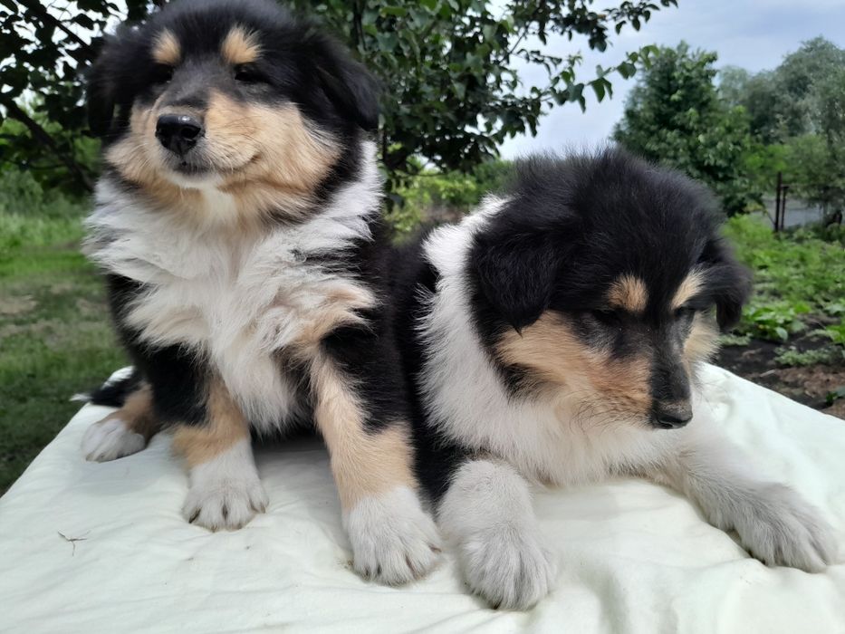 Колли АКУ девочка