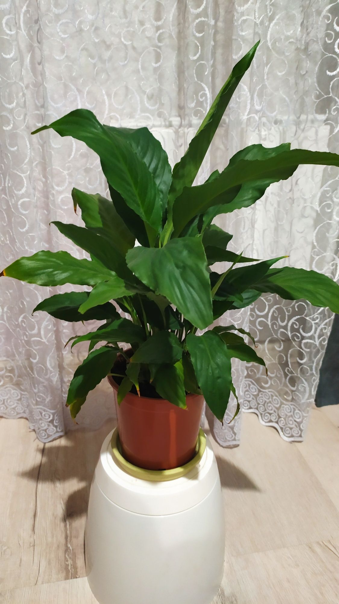 Продаю домашні вазони.