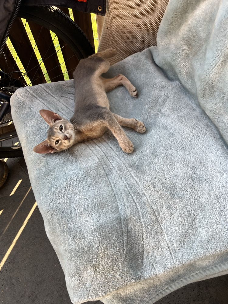 Котенок абиссинский