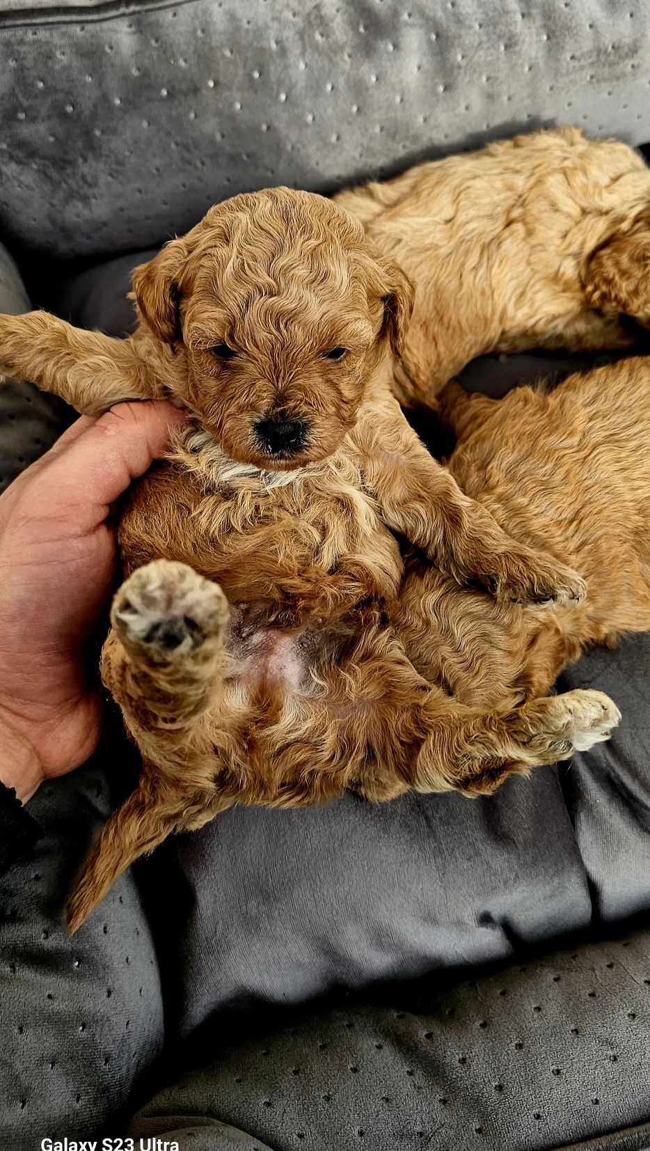 Bichpoo piesek pochoon maltipoo cavapoo  z lokiem