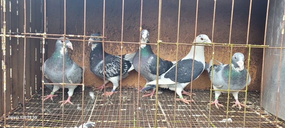 Gołębie staropolskie