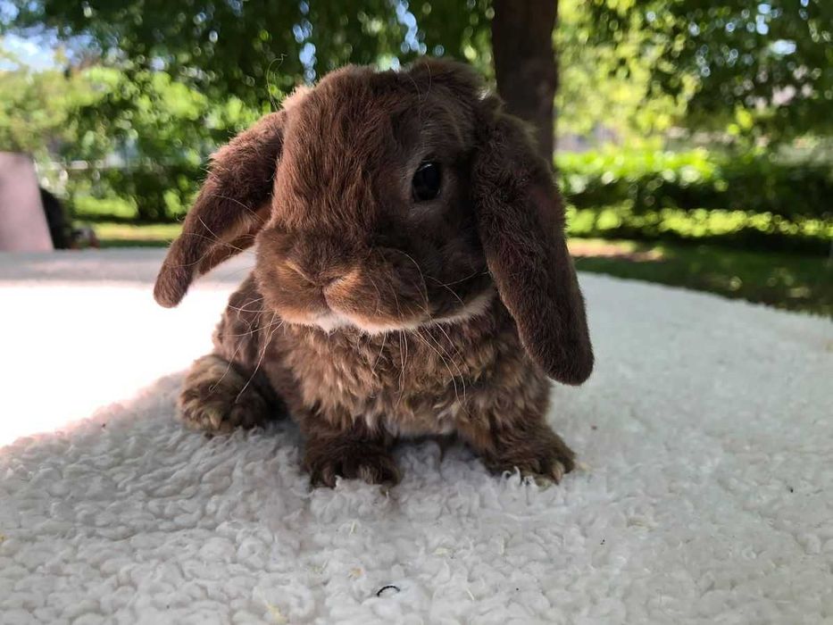 Микро кролик, кудрявые кролики рекс - плюшевые крольчата