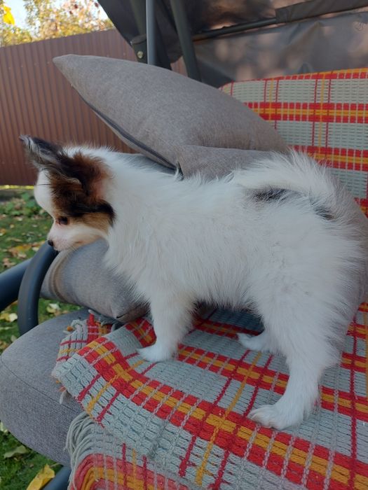 Папійон хлопчик ( папільон)