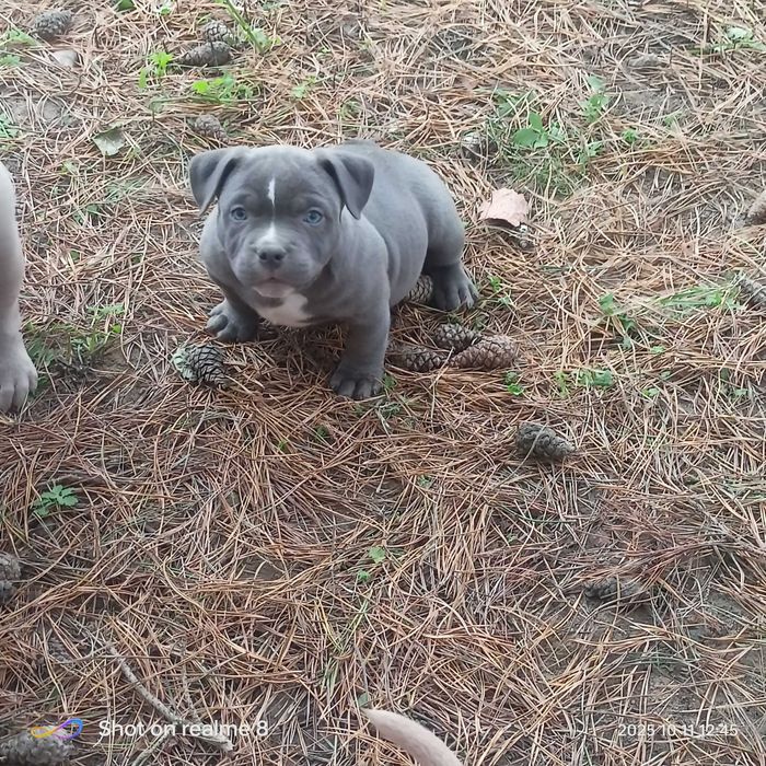 American Bully ABKC  lilak ,pocket gotowe do odbioru