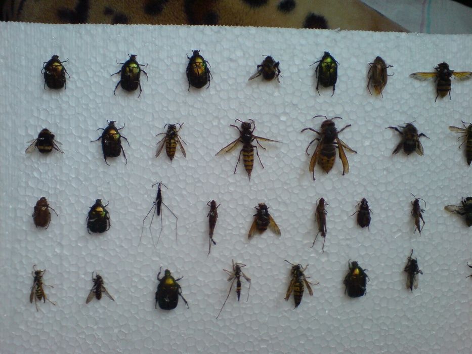 Продам комахи,метелики,жуки,бабочки,насекомые