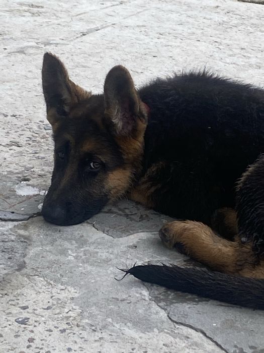 Вязка.Кобель німецькоі вівчарки .Договірна