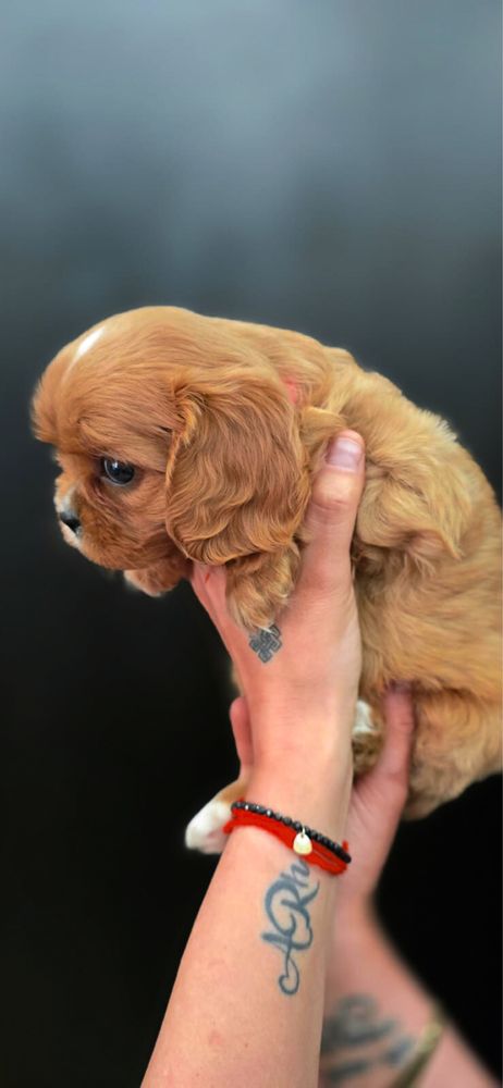 Piesek cavalier King charles piękny szkolenie Biosensor