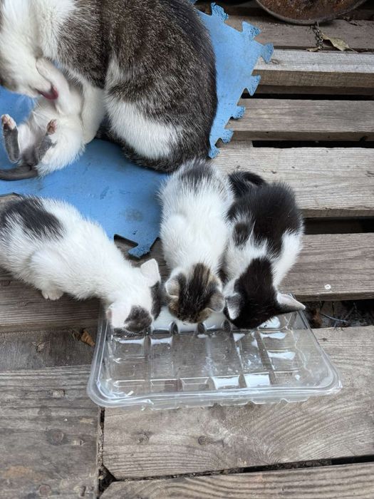 Віддам маленьких котяток