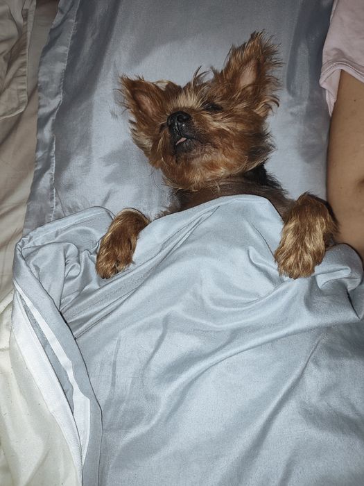 Перетримка  тварин.Любої породи