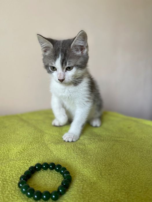 Котята котики отдам  котенок мальчик