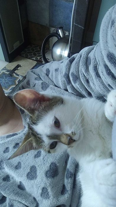 Віддам в добрі руки добру, грайливу кішечку.