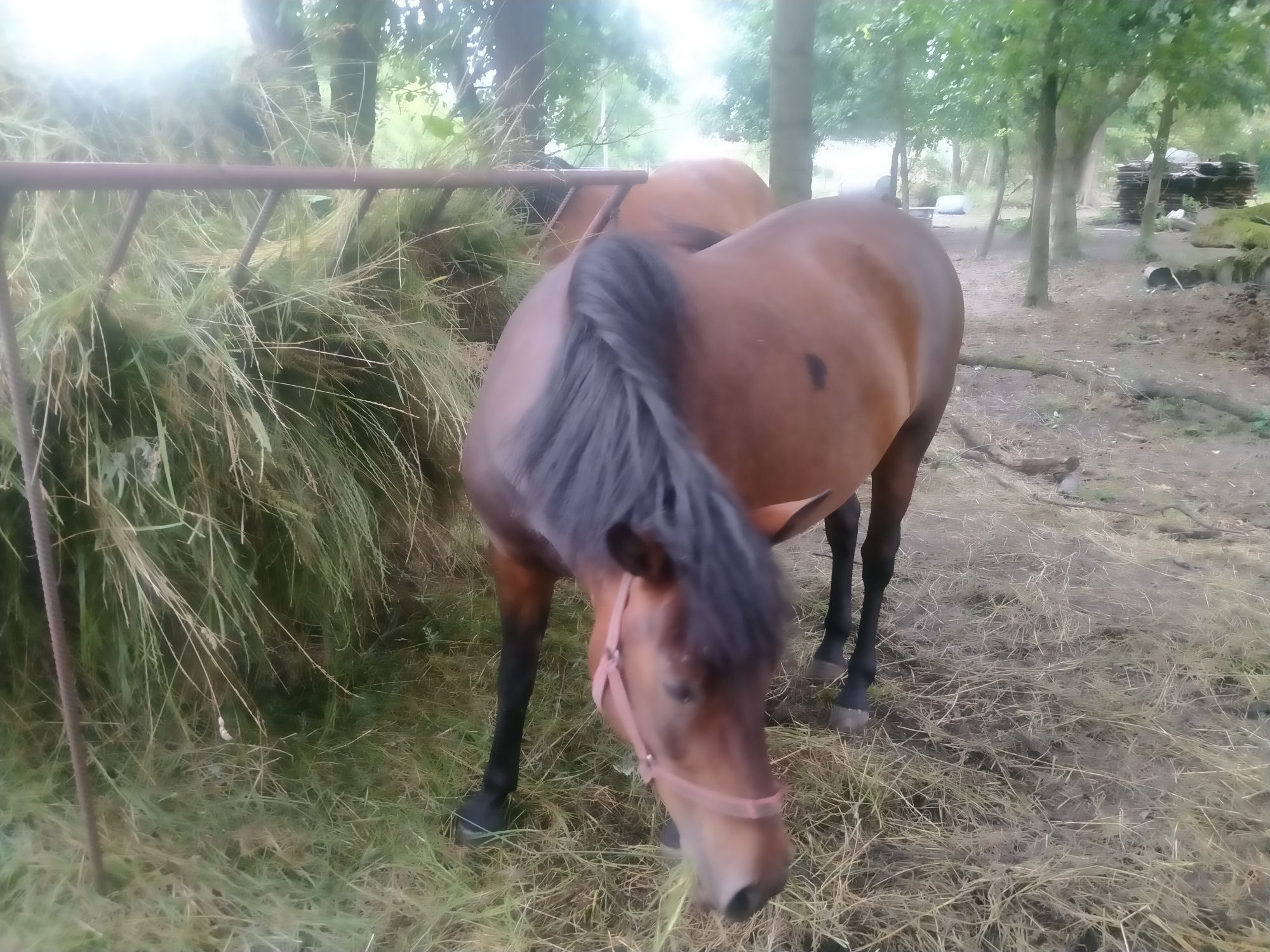 Sprzedam klacz huculska 3 lata
