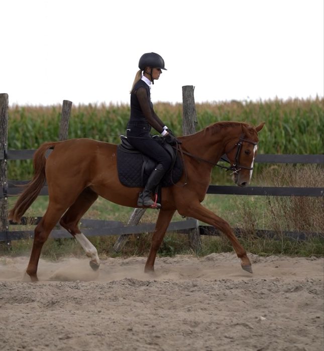 3,5-letni malowany wałach wielkopolski do dużego sportu