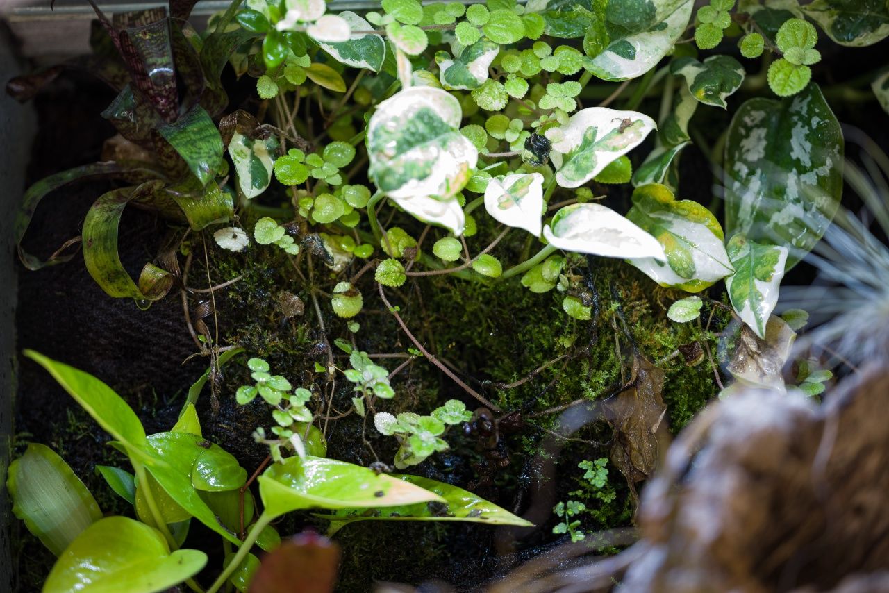 Terrarium tropikalne paludarium gekon