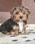 York pies Yorkshire Terrier zdrowy szczepiony odrobaczany do odbioru