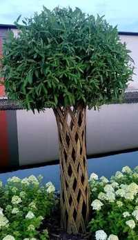 Wierzba pleciona Salix 1.70m