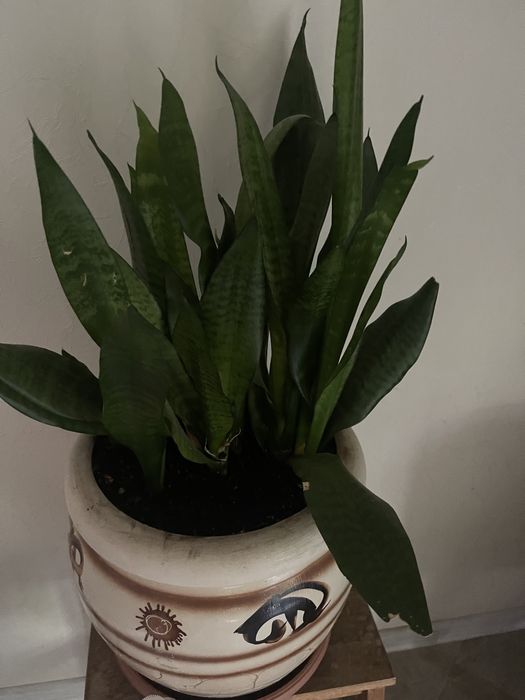 Квітка «Тєщін язик»