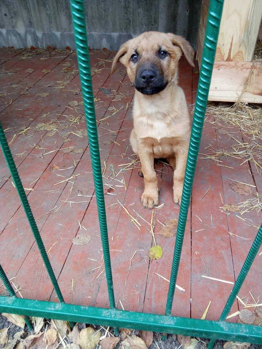 Віддам безкоштовно в добрі руки цуценят від німецької вівчарки