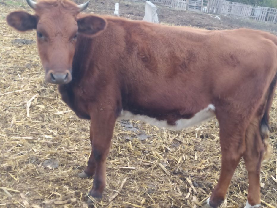Продам телиць злучного віку
