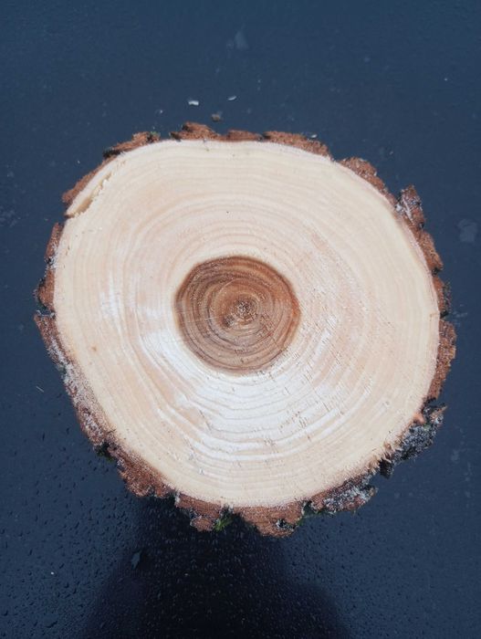 Plaster drewna Wierzba krążek 10-15 cm 2cm