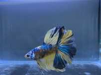 Macho Betta Yellow Koi Rosetail