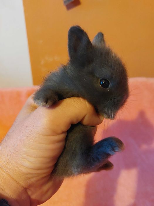 Króliczki niebieskie królik karzełek królik teddy