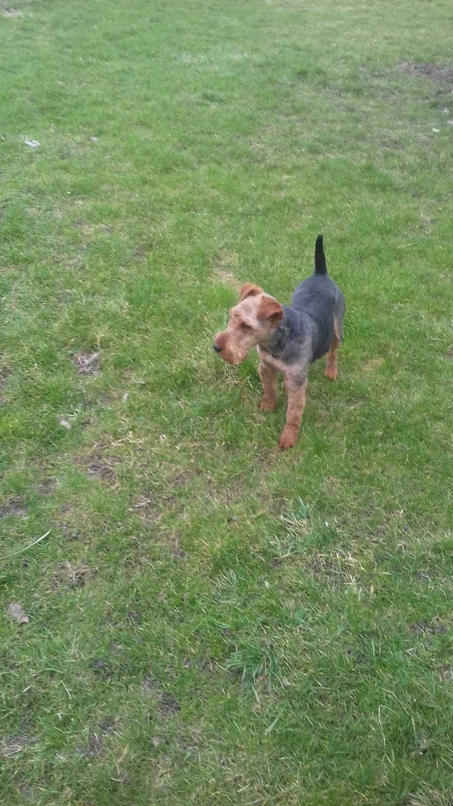 Terier Walijski, Welsh Terrier